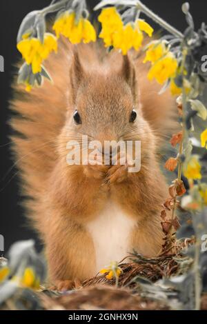 close up of young red squirrel  standing under yellow blurry flowers looking at the viewer Stock Photo