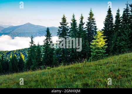 First sunlight glowing fresh green meadow in the mountains. Misty morning in Carpathians. Beautiful sunny scene of mountain valley in June, Ukraine, E Stock Photo