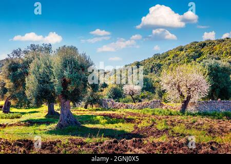 Blooming apple trees in olive garden. Panoramic spring view Milazzo cape, Sicily, Italy, Europe. Beauty of nature concept background. Stock Photo