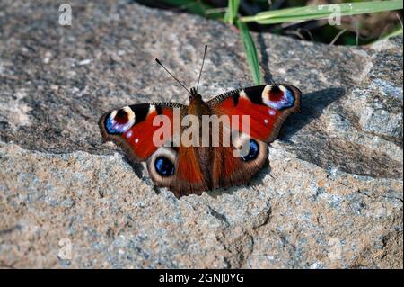 Peacock Butterfly spreading its wings on a rock in Ireland Stock Photo