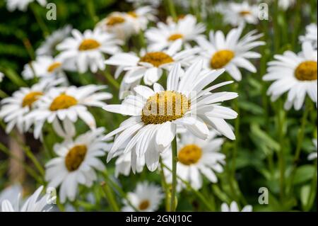 Daisies growing in a garden in Ireland Stock Photo