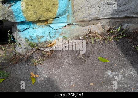 A freshly stripped skin from a rare dice snake. Stock Photo