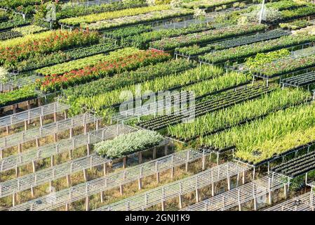 Cuc Mam Xoi or Chrysanthemum flower field, Sa Dec town. This is a very beautiful flower and on the occasion of the Lunar New Year Stock Photo