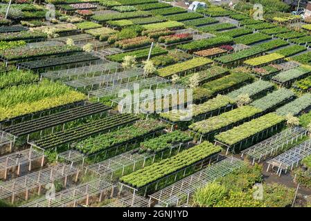 Cuc Mam Xoi or Chrysanthemum flower field, Sa Dec town. This is a very beautiful flower and on the occasion of the Lunar New Year Stock Photo