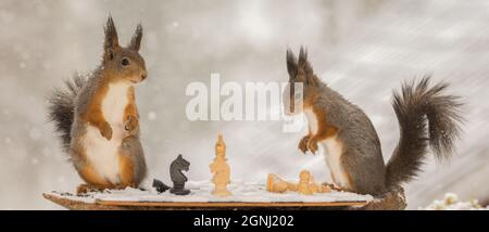 close up of red squirrels playing chess in the snow while snowing Stock Photo