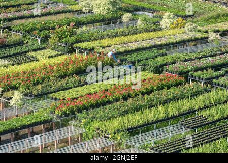 Cuc Mam Xoi or Chrysanthemum flower field, Sa Dec town. This is a very beautiful flower and on the occasion of the Lunar New Year Stock Photo