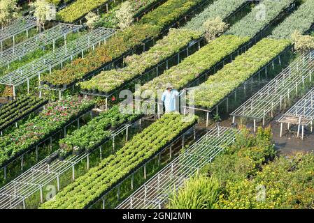 Cuc Mam Xoi or Chrysanthemum flower field, Sa Dec town. This is a very beautiful flower and on the occasion of the Lunar New Year Stock Photo