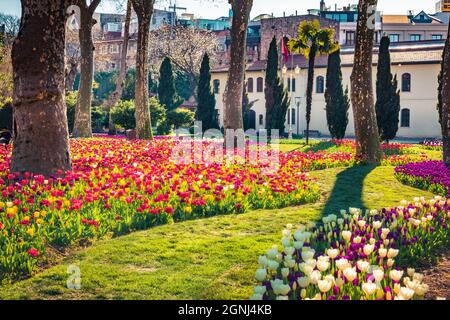 Blooming tulip flowers in the Gulhane (Rosehouse) park, Istanbul. Wonderful outdoor scenery in Turkey, Europe. Sunny spring scene of city park. Beauty Stock Photo