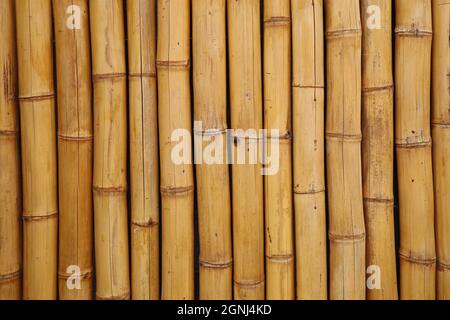 yellow bamboo fence background, vertical bamboo texture Stock Photo
