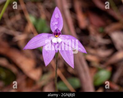 Wax-lip orchid (Glossodia major). Beautiful purple orchid native to Australia Stock Photo