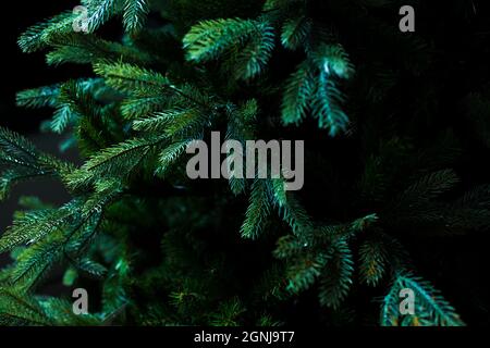 Dark green fir branches. Artificial plastic Christmas tree as real. Natural background for adding text and adds. New year concept wallpaper.  Stock Photo
