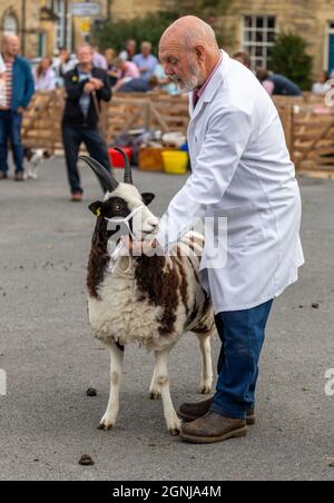 Portrait of a Jacob sheep with male handler at the Masham Sheep Fair in the Yorkshire Dales, UK.  A traditional, annual event held in September. Stock Photo