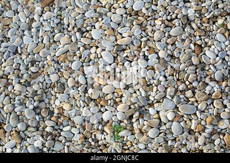 Small beige and grey sea pebbles. Natural stone background or wallpaper picture. Summer holidays and garden design concept. Construction and Stock Photo