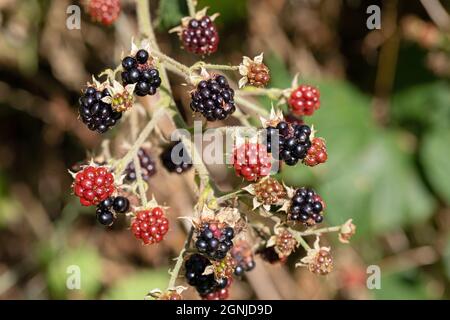 Blackberry, Blackberries, ripened and ripening (Rubus fruticosus). Bramble fruits in different stages of ripening. Colour attracts attention of birds. Stock Photo