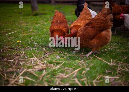 Close photo of three brown chickens feeding and looking for something on the ground in the grass with other chickens in the background in a farm Stock Photo