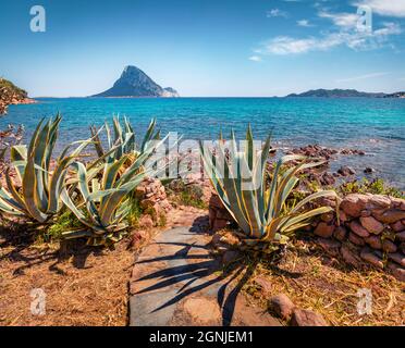 Agave Azul plant on the shore of Porto Taverna beach with Tavolara island on background. Bright morning scene of Sardinia island, Italy, Europe. Sunny Stock Photo