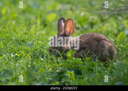 Rabbit in the grass Stock Photo