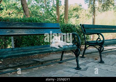 A wild cat sitting on a park bench Stock Photo