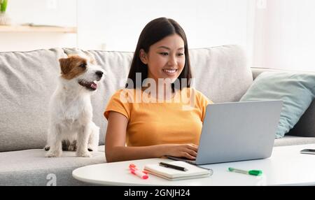 Joyful asian lady surfing on Internet, cute puppy sitting by Stock Photo