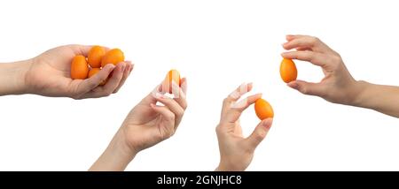 Set of kumquat citrus fruit in hand isolated on a white background, banner Stock Photo