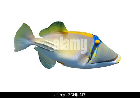 Arabian picassofish (Rhinecanthus assasi, triggerfish) isolated on white background, Red Sea. Unusual tropical bright fish in blue ocean lagoon water. Stock Photo