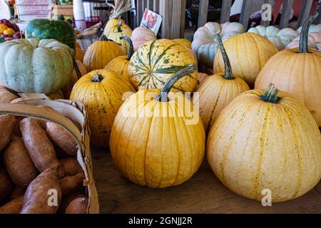 Assorted pumpkin cultivars and a basket of sweet potatoes on display at a roadside produce stand in the fall. Stock Photo