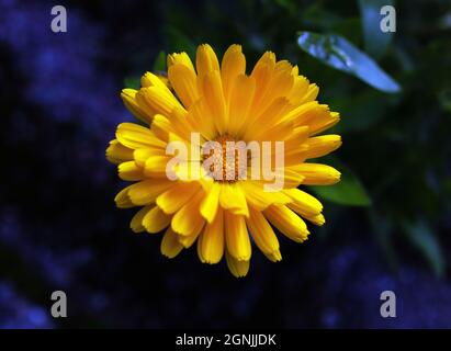 Calendula officinalis cultivar (Pot Marigold) Flower photo: Bo Arrhed Stock Photo