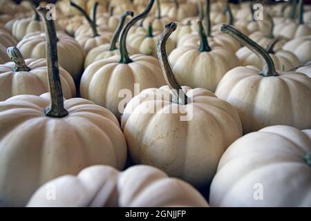 Autumn background of white mini pumpkins at a farmer's market. Stock Photo