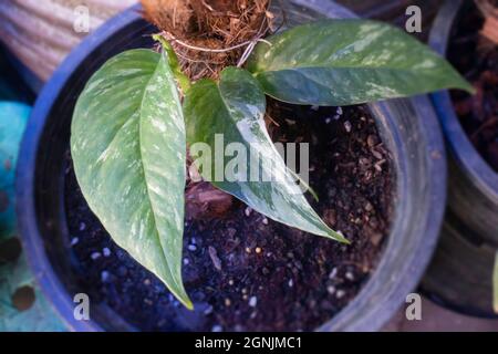 Epipremnum Pinnatum Variegated in the pot Stock Photo - Alamy