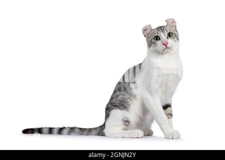 Amazing silver spotted with white American Curl Shorthair cat, sitting side ways. Head turned towards camera. Isolated on a white background. Stock Photo