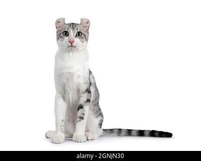 Amazing silver spotted with white American Curl Shorthair cat, sitting facing front. Head turned towards camera. Isolated on a white background. Stock Photo