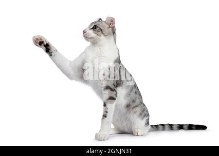 Amazing silver spotted with white American Curl Shorthair cat, cat, sitting side ways. Looking away from camera showing ears and profile. Isolated on Stock Photo