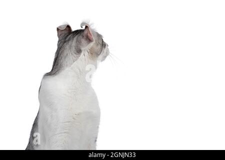 Amazing silver spotted with white American Curl Shorthair cat, cat. Looking backwards away from camera showing curked ears. Isolated on a white backgr Stock Photo
