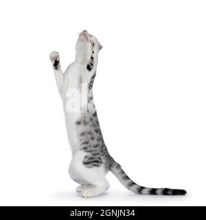 Amazing silver spotted with white American Curl Shorthair cat, standing playful on hind paws. Looking up showing belly. Isolated on a white background Stock Photo