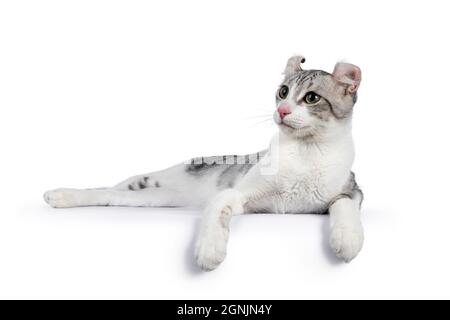 Amazing silver spotted with white American Curl Shorthair  cat, laying down side ways. Looking away from camera showing ears and profile. Isolated on Stock Photo