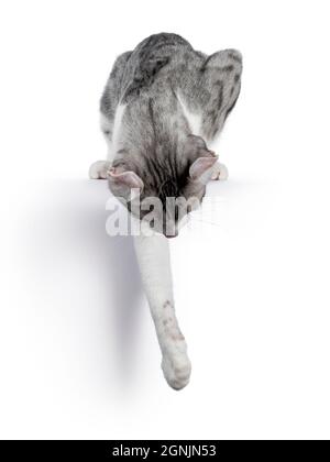 Amazing silver spotted with white American Curl Shorthair cat, laying down over edge facing front. Looking down showing ears. Isolated on a white back Stock Photo