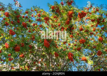 Massive harvest of bright orange berries of Rowan hanging on its branches on clean blue sky background