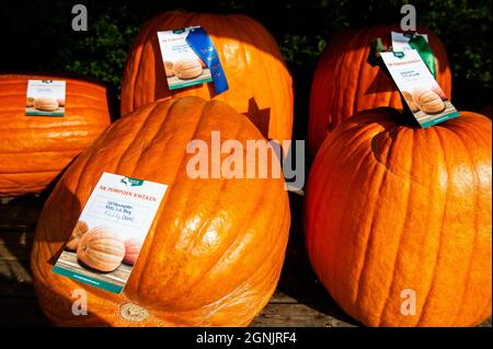 Utrecht, Netherlands. 25th Sep, 2021. A group of big pumpkins are seen on display during the competition.During the Dutch Championship, participants of different giant vegetables compete against each other. They compete in their own category for the largest, longest, and/or heaviest vegetable. The weighing of the giant pumpkins and a number of other giant vegetables is registered with the Great Pumpkin Commonwealth (GPC). This year the winner was a young farmer with a giant pumpkin of 887 kg. Credit: SOPA Images Limited/Alamy Live News Stock Photo