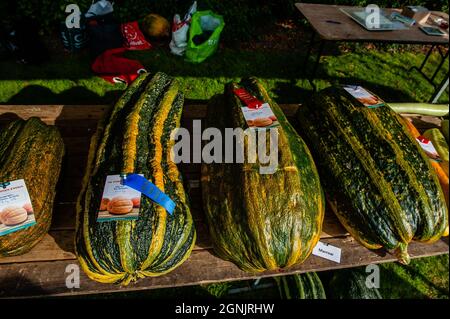 Utrecht, Netherlands. 25th Sep, 2021. A view of some of the giant vegetables displayed during the competition.During the Dutch Championship, participants of different giant vegetables compete against each other. They compete in their own category for the largest, longest, and/or heaviest vegetable. The weighing of the giant pumpkins and a number of other giant vegetables is registered with the Great Pumpkin Commonwealth (GPC). This year the winner was a young farmer with a giant pumpkin of 887 kg. Credit: SOPA Images Limited/Alamy Live News Stock Photo