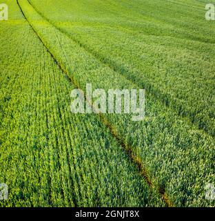 View from flying drone of road among the field of wheat. Wonderful summer scene of Ukrainian countryside. Abstract nature background. Stock Photo