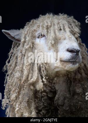 Closeup Head Shot Of A Lincoln Longwool Sheep Rare Breed, UK Stock Photo