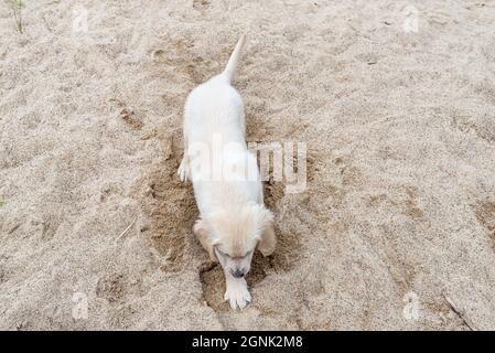 A male golden retriever puppy is digging a hole in a pile of sand in the backyard. Stock Photo