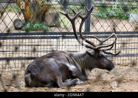 horned reindeer in the aviary in summer Stock Photo