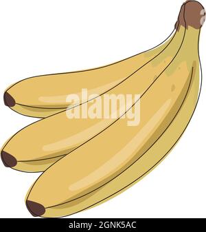 Cartoon banana fruits. Bunches of fresh bananas vector illus