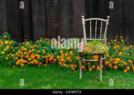 Old wooden chair planter. Outdoor vintage chair recycled used as a planter. Chair flowerpot in the garden. Stock Photo