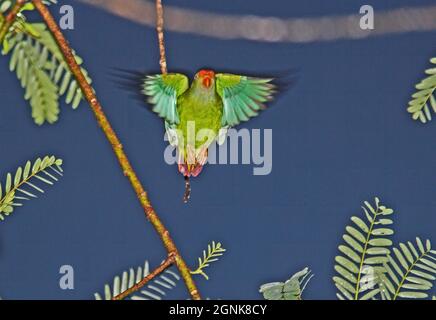 Sri Lanka Hanging-parrot (Loriculus beryllinus) adult in flight  (Sri Lanka endemic) Kitulgala, Sri Lanka                  December Stock Photo