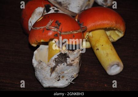 Amanita Caesarea mushroom, also known as Caesar mushroom. Forest mushrooms on a brown wooden table Stock Photo