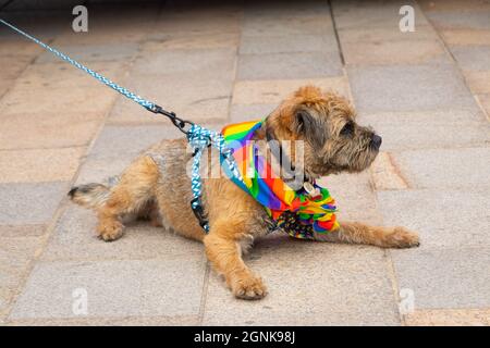 Gay pride dog outlet harness