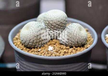 cactus, succulents plant in the flower pot Stock Photo