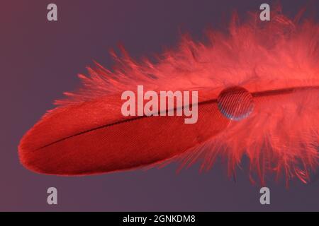 Red feather with single raindrop Stock Photo